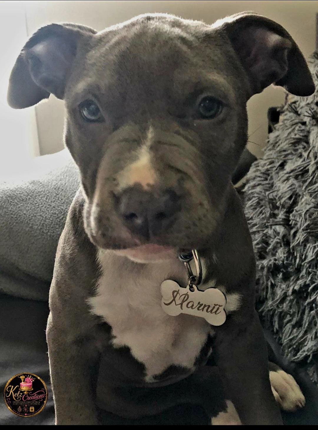 Personalised Engraved Name Tag for pet